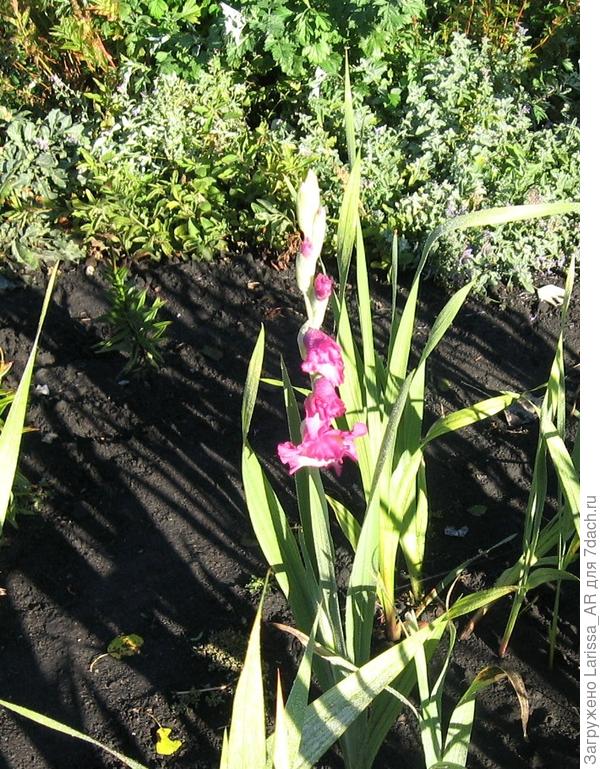 А гладиолусы ничего, устояли)))