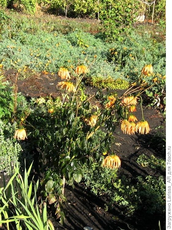 Георгины подмерзли. Вершкам наступил кердык, а корешки окучены, так что жить будут)))