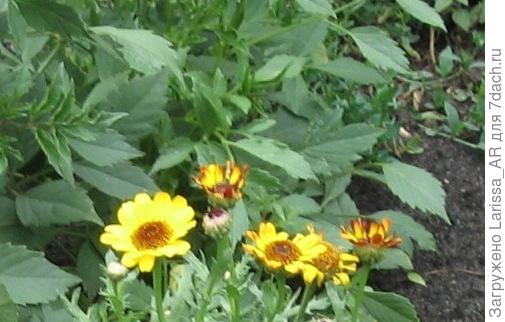 В реале  красно-коричневый цвет проявлялся  только иногда на самых кончиках лепестков и на реверсе))