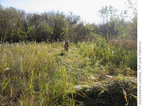 Скосила  немного камышика на лугу, что метрах в 50-ти  от края огорода,  и  на тележке  во двор))