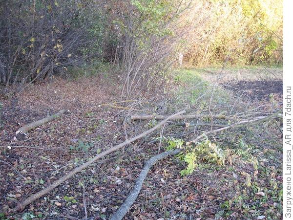 Траву и бурьян скосила по меже, теперь решила попилить поросль клена - наступает на огород  быстро, зазевашься - и на огороде взойдет))) А ноябрь, если не будет слишко дождливо - объявлю месячником дровосека - начну расчищать от дикой посадки северную сторону участка, там уже просто чаща выросла, скоро весь сад займет))