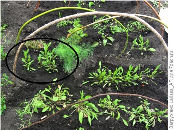 Это фрагмент школки , 2017 год,  посев гелениума  7 марта, высадка 30 мая, такое количество из одного пакетика семян получилось,  3 стаканчика   были с  посевами