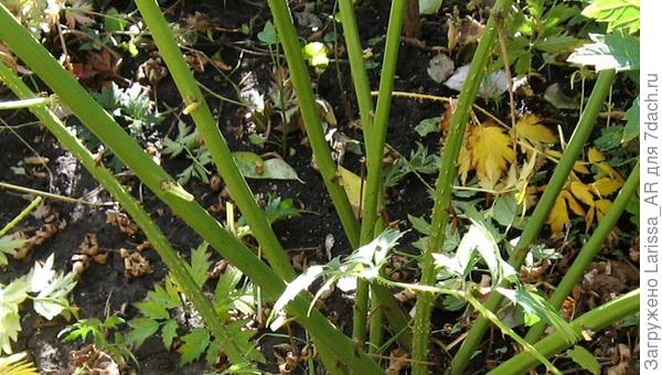 На фото слева на право 1-я и 7-я  плети колючие))