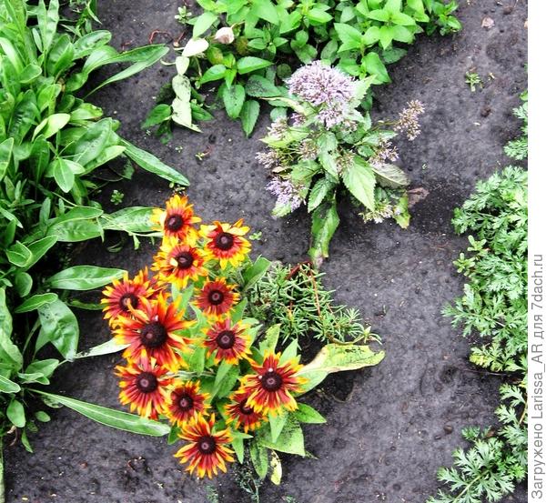 Морено, зацвела в первый год, не перезимовала...