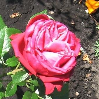 Плетистые розы: сорта, фото, посадка, размножение и уход в открытом грунте