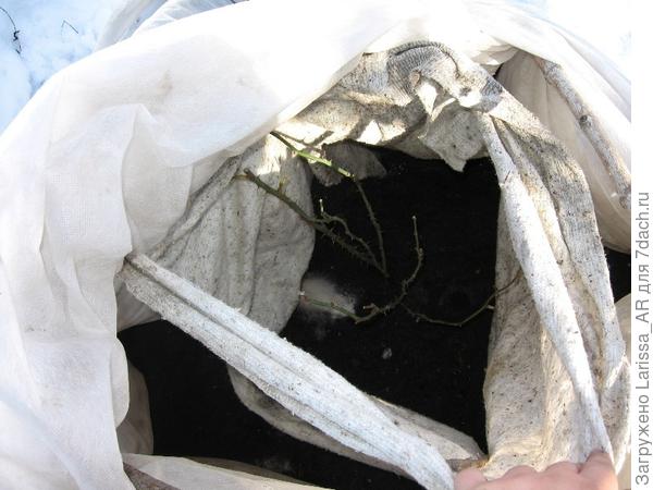 4 апреля, укрытие разврачивается только сверху, оставляем розу затененной от солнца