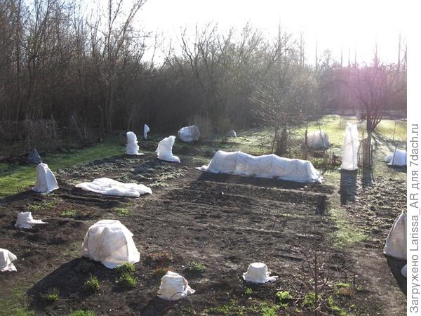 Конец апреля. Утренние заморозки приучила на нлчь накидывать &amp;quot;покрывала&amp;quot;:-)