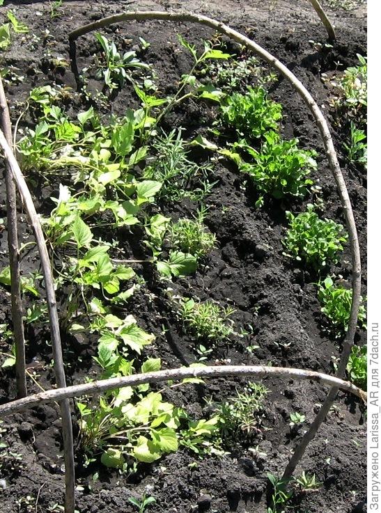 Между валерианой и куртинками нивяника в школке посажена гипсофилка,  май 2018 г.