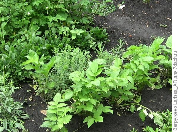 Опять тот же фрагмент школки; гипсофила, июль