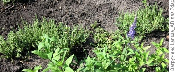 Это за вероникой седум  Яркая палитра - должна быть смесь четырех расцветок. Но в первый год не цветут