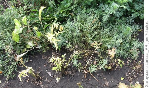 Сентябрь. За рядом пытающейся восстановиться валерианы - гипсофила, особого прироста вверх за лето она не дала, но раскустилась.