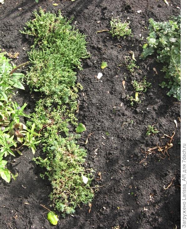 Правее ряда Яркой палитры видны маленькие "пучочки" - это как раз Желтая роза и остатки Красной розы там, сентябрь 2018 г.