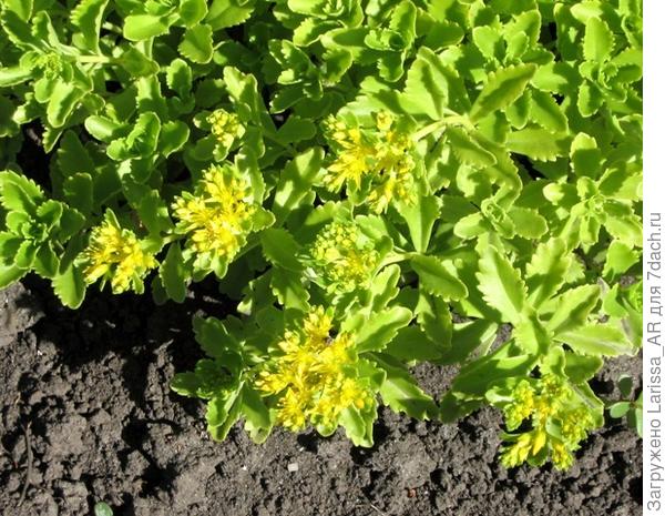 Очиток Султан, посев в 2017 году