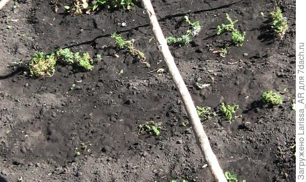 Совсем малыши еще, высажены в первых числах июня