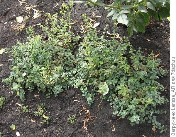 орегано греческий, сентябрь; посеян на рассаду 29 марта, первые всходы с 2 апреля