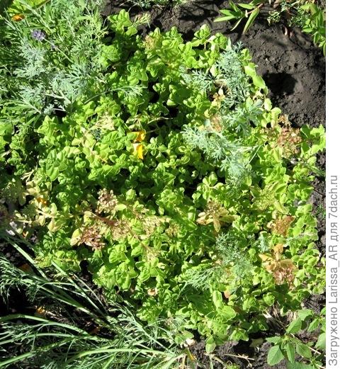 Седум Красная роза готовится цвести, посев 2017 года