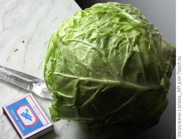 Савойскую капусту Золотая ранняя (Поиск) уже в июне можно использовать для салатов