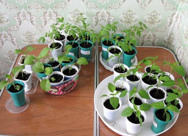 Как вырастить рассаду помидоров в домашних условиях: пошаговая инструкция с советами садоводов