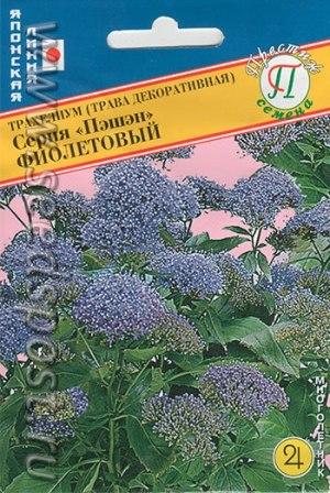 Семена трахелиума