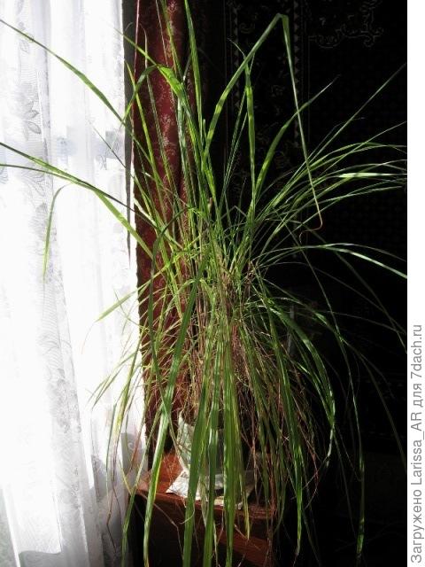 Цитронелла (с одного пакетика)