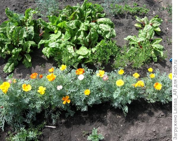 мангольд в начале июня