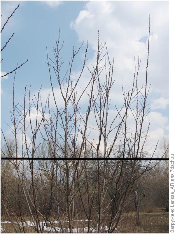 абрикос, горизонтальная линия проведена на уровне 2 метра