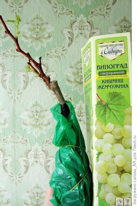 Жемчужина
