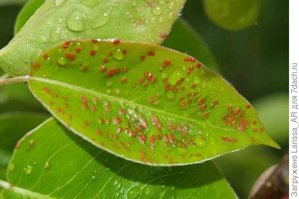 источник фото на сайте boleznisada.ru, где утверждается, что изображено поражение именно грушевым галловым клещом,вредящим и други плодовым деревьям...