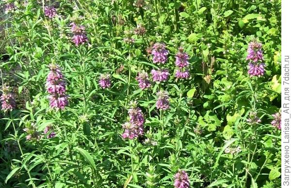 Бергамот солнцевский, если не ошибаюсь