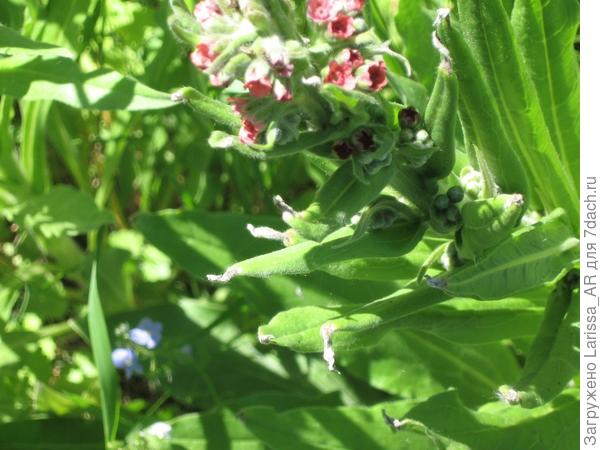 Цветы крупнее