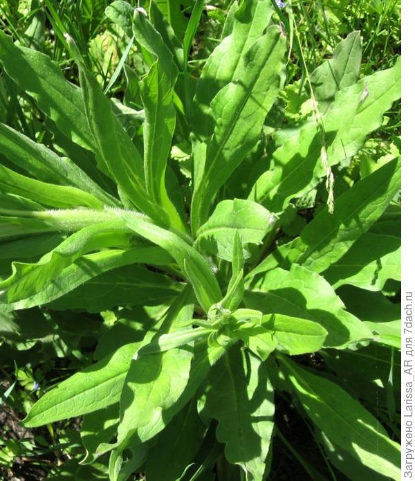Листья крупнее