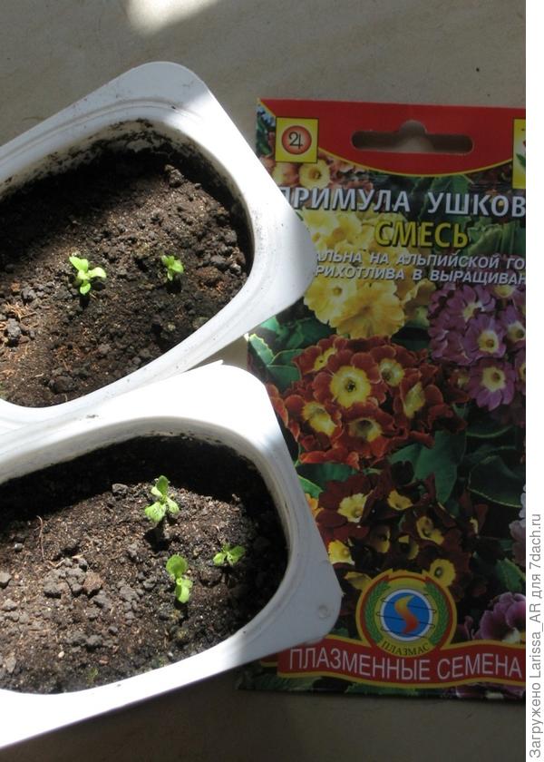 Примула ушковая