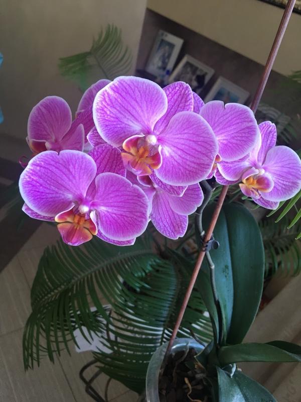 Орхидея без досветки