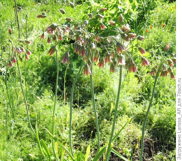 Аллиум Болгарский (Allium Bulgaricum)