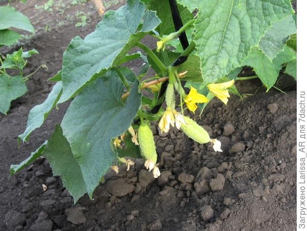 Огурчики светлые, потому что это сорт Белка))