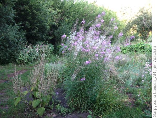 Шалфей в сравнении с иван-чаем, у которого рост выше 2-х метров) Растут с поливом.
