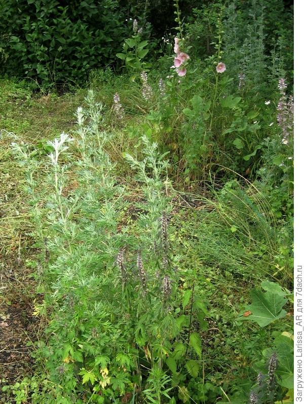 Кусочек поселений &quot;диких&quot;  растений в саду, все само выросло, где захотело. В ногах у полыни можно разглядеть несколько стеблей пустырника, а при подходящих для него условиях он мог быть и повыше полыни. На заднем плане возле мальвы виднеются и мускатные шалфеи. Все на открытом солнечном месте, без полива.