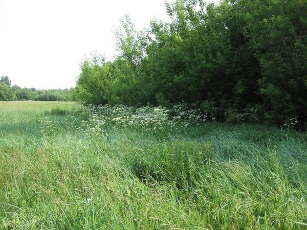 Цветение в июне