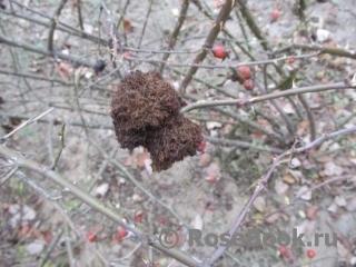 К зимовке готова)) Источник