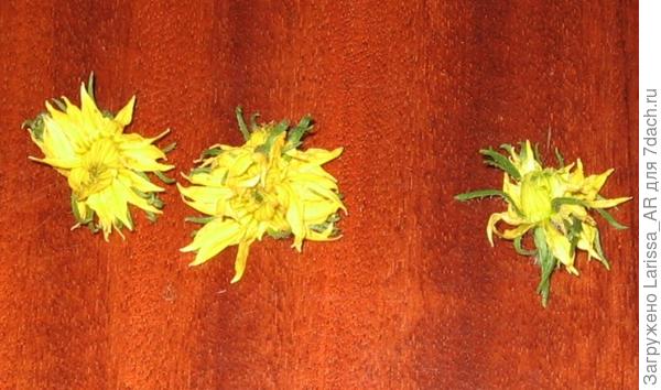 Цветки томата