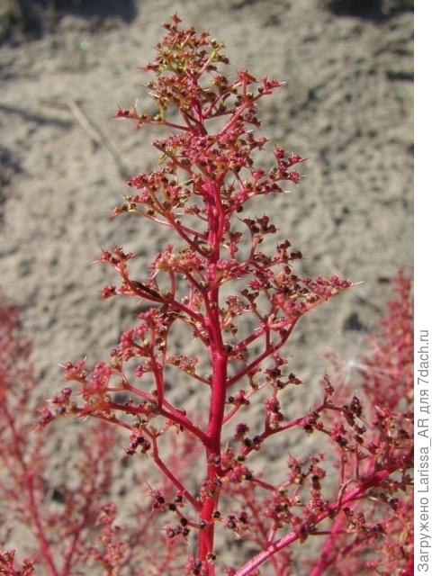 Телоксис остистый