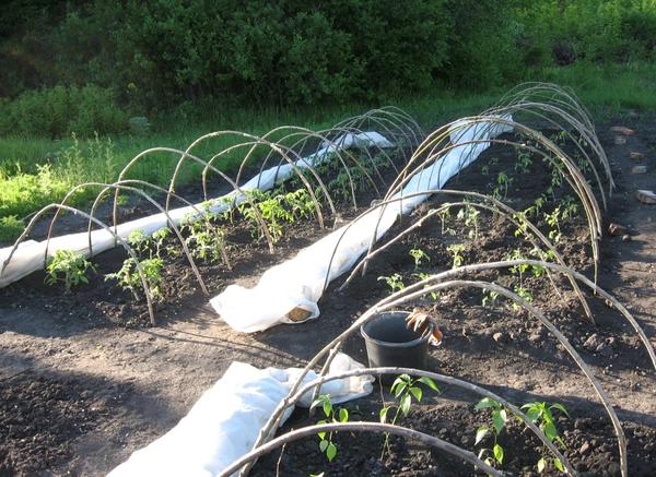 19 мая. Слева грядка томатов, высаженных в ОГ 26апреля, справа - томаты, пересаженные 15 мая