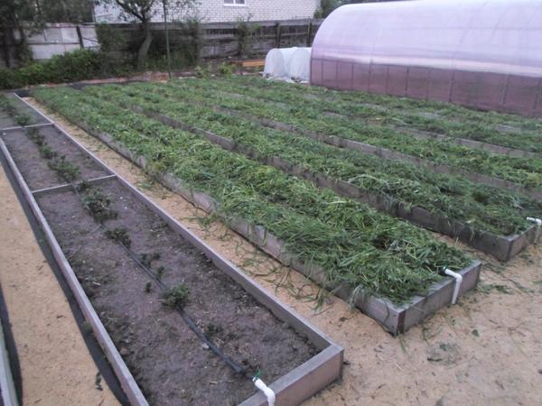 Трава от триммера для мульчи