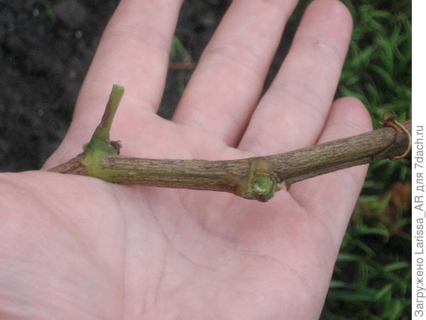 А есть зеленые хрупкие побеги, их  как удалять с рукава - отрезать, оставив пенек или выломать максимально из узла (вторая почка на фото)?