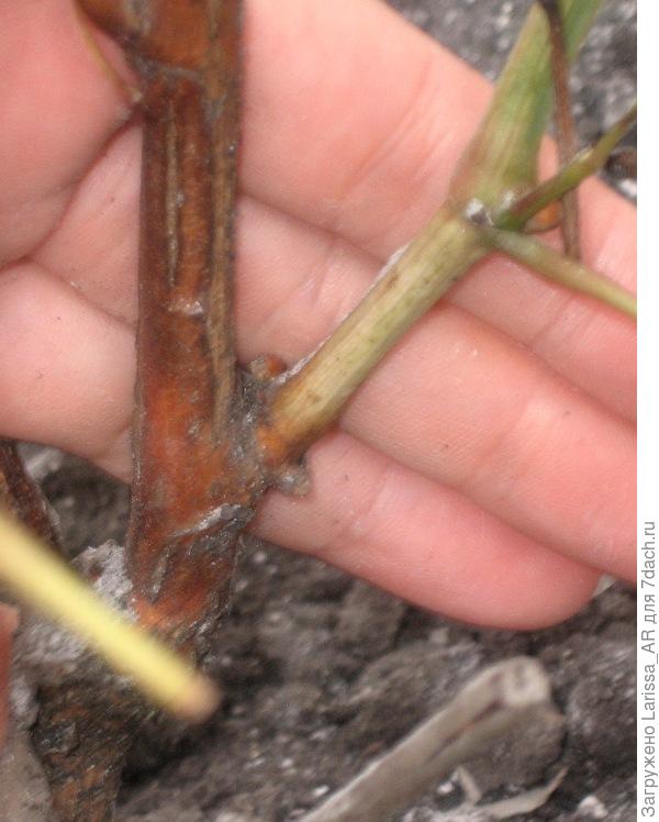 Боковой побег от будущего рукава, растет вообще из первой, наверное, почки и явно не нужен. Его мне обрезать насколько сильно - оставить пенек или &quot;на кольцо&quot;?