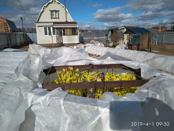 1 апреля 2019 г