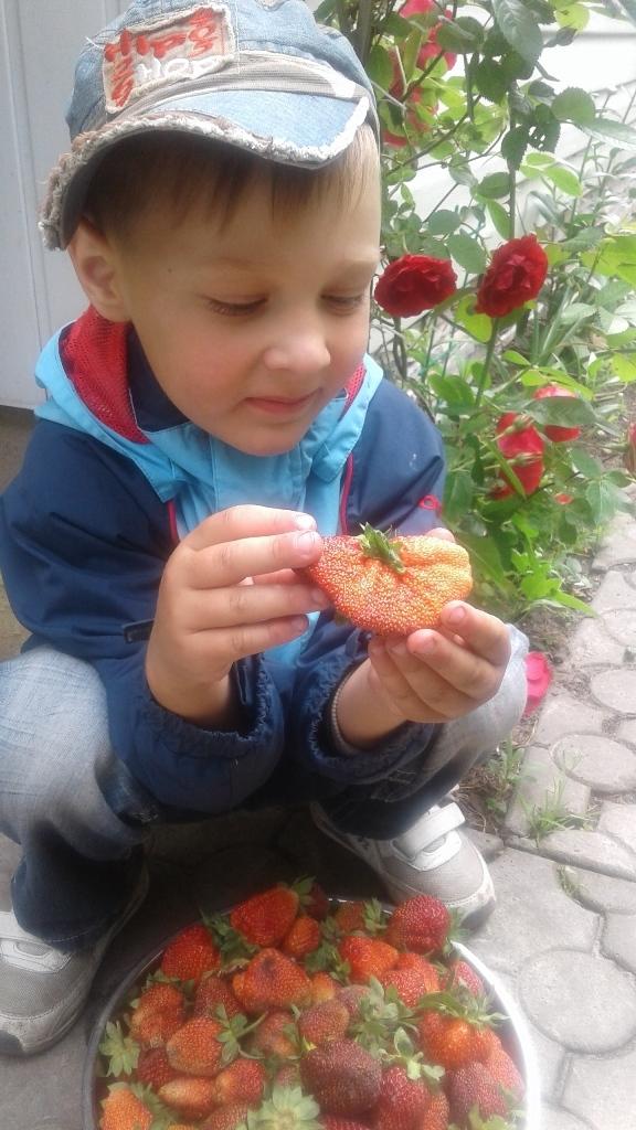 Клубника для внука