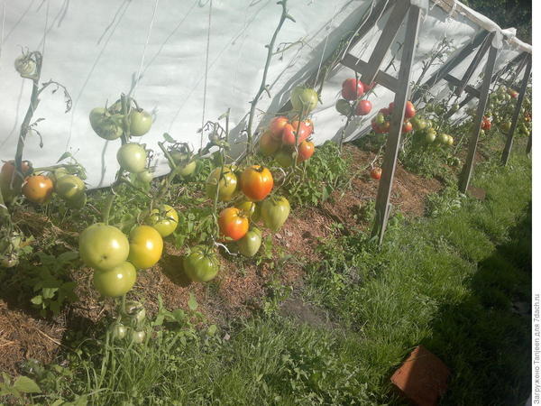 Выращивание томатов в ОГ. Фото Tanjeen