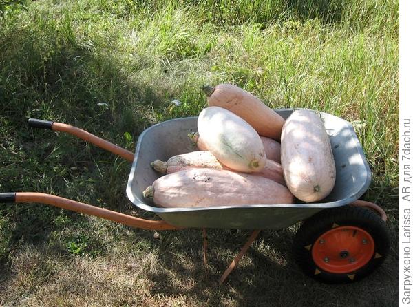 Розовый банан