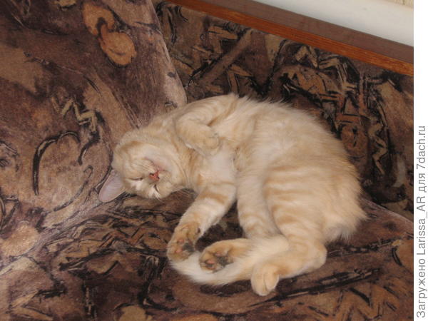 Спит на диване... в общем, Он Спит)))